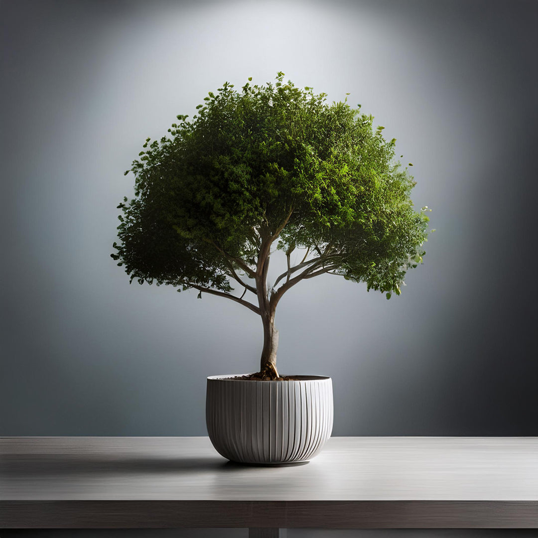 Decorative Trees-GCC Home Center
